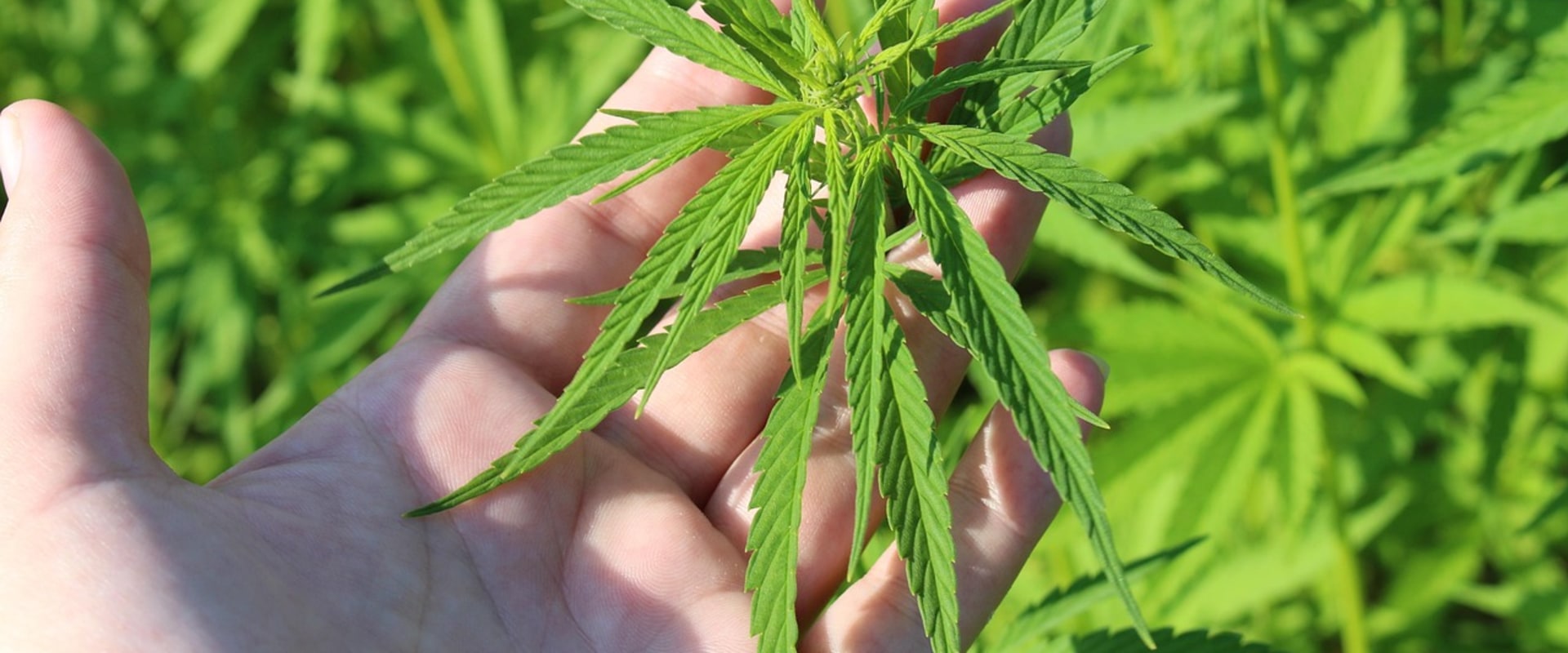 Understanding Hybrid Cannabis in Rehab Treatment