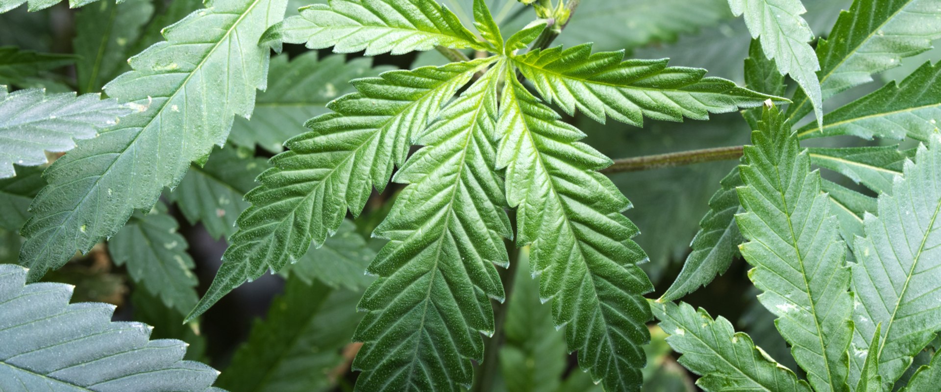 What is hybrid cannabis like?