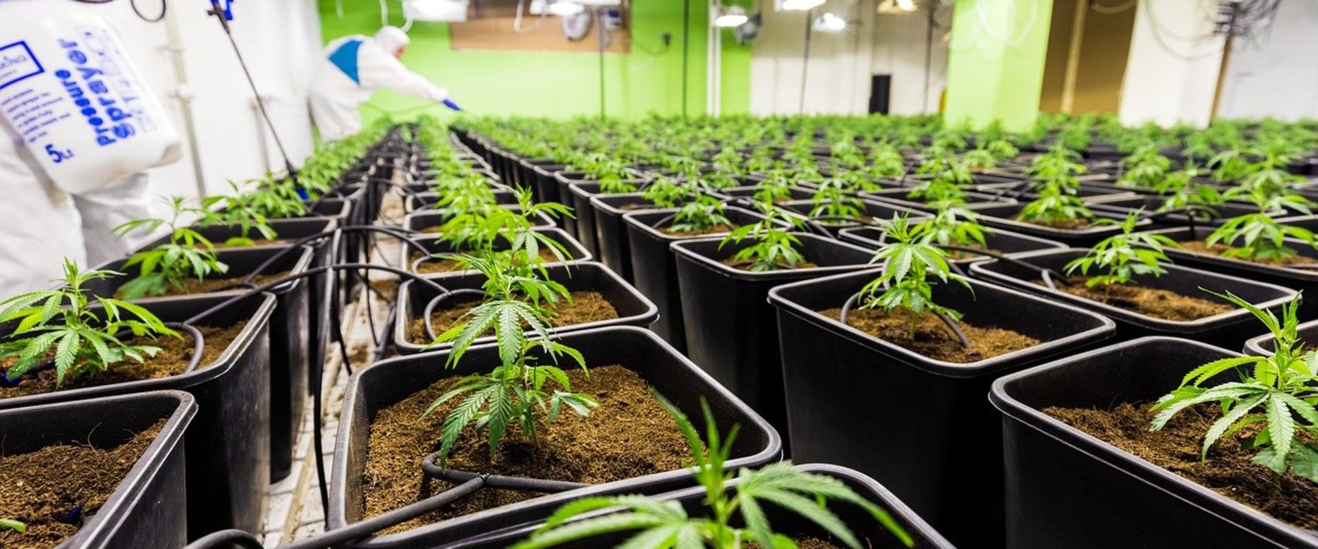 Understanding Hybrid Cannabis and Rehab Options in Dallas