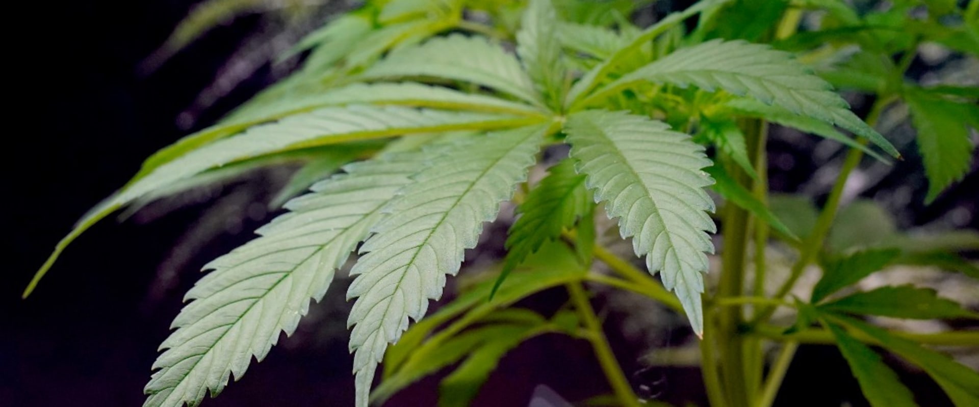 Trading Hybrid Cannabis For Hope At An Addiction Treatment Center In Portland, Maine