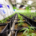 Understanding Hybrid Cannabis and Rehab Options in Dallas
