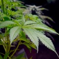 Trading Hybrid Cannabis For Hope At An Addiction Treatment Center In Portland, Maine
