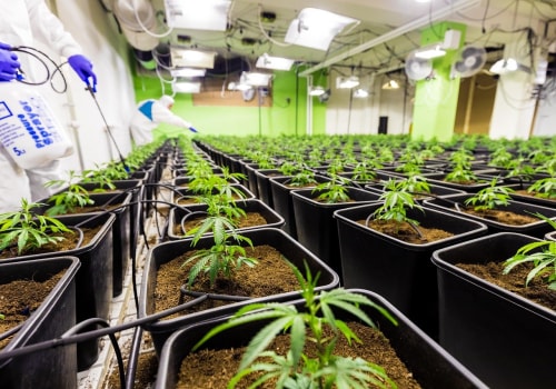 Understanding Hybrid Cannabis and Rehab Options in Dallas
