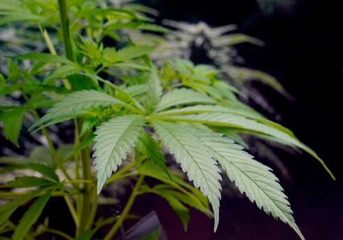 Trading Hybrid Cannabis For Hope At An Addiction Treatment Center In Portland, Maine